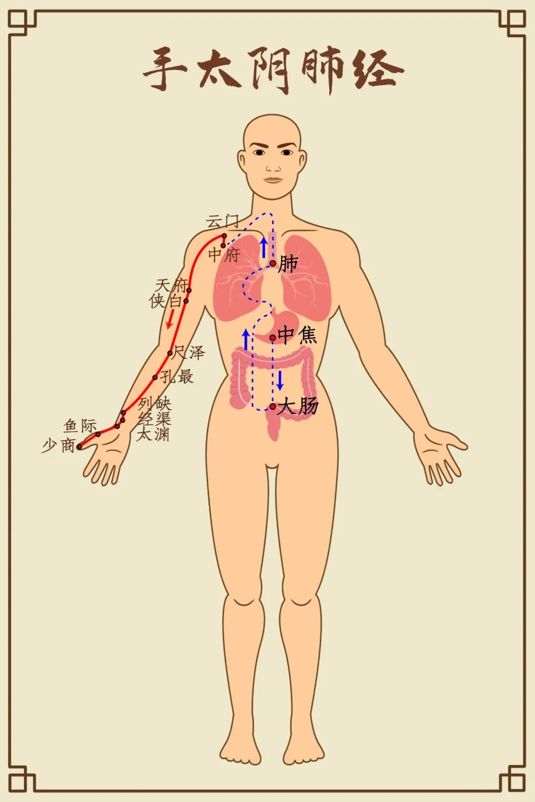Comprehensive Diagram of Human Meridians (Recommended for Collection)