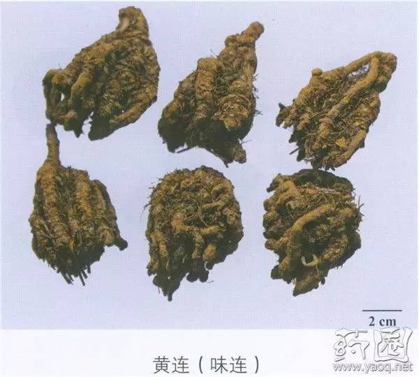 Understanding Huang Lian: A Comprehensive Overview of Coptis