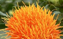 Analysis of Honghua (Safflower) in Traditional Chinese Medicine
