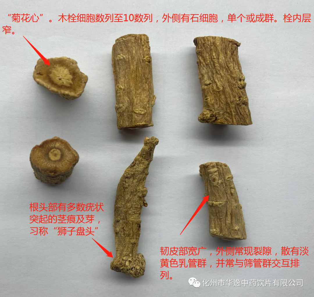 Common Chinese Medicinal Herbs: Codonopsis (Dang Shen)