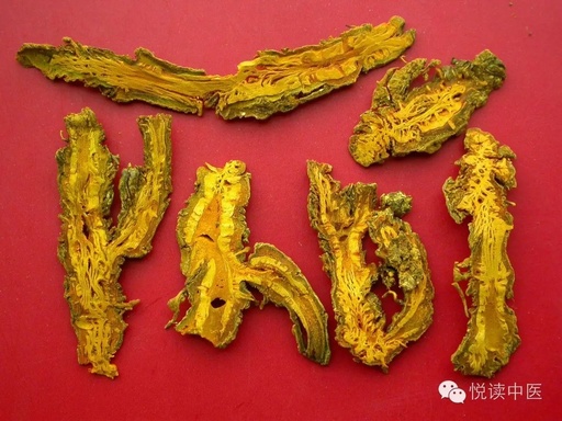 Huang Lian: The Bitter Yet Powerful Ally Against Gynecological Disorders