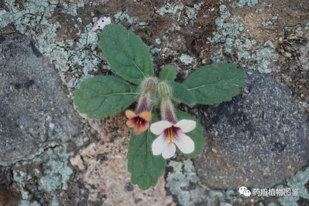 Shudihuang (Rehmanniae Radix Praeparata): Properties, Preparation, and Applications