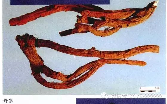 Traditional Chinese Medicine Herb: Dan Shen (Salvia miltiorrhiza)