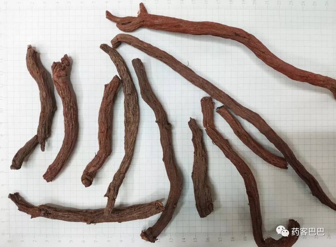 In-Depth Understanding of Dan Shen (Salvia miltiorrhiza)