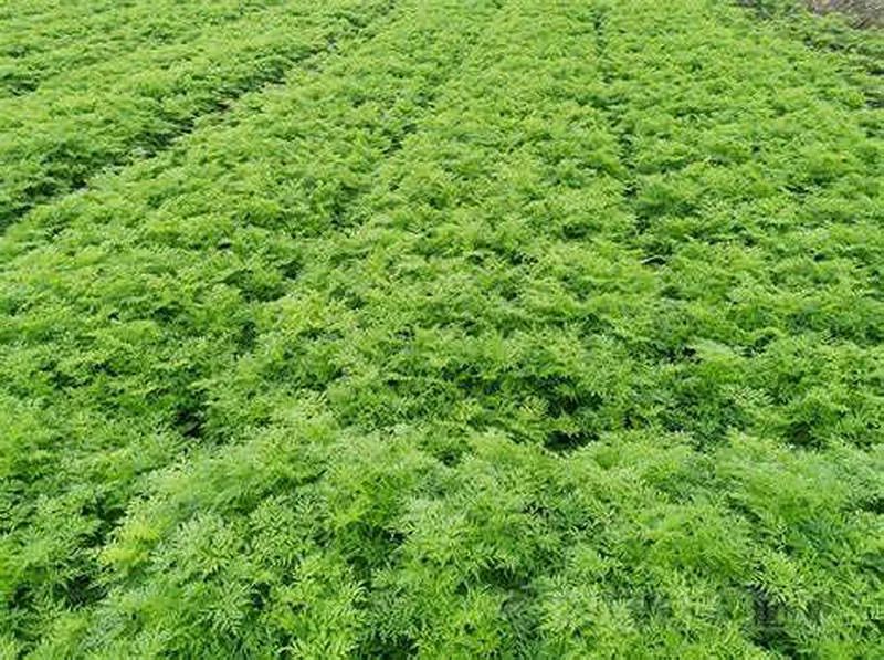 Chuan Xiong (Ligusticum Chuanxiong) - A Comprehensive Overview