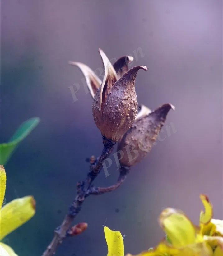 Understanding Forsythia: The Golden Flower of Spring