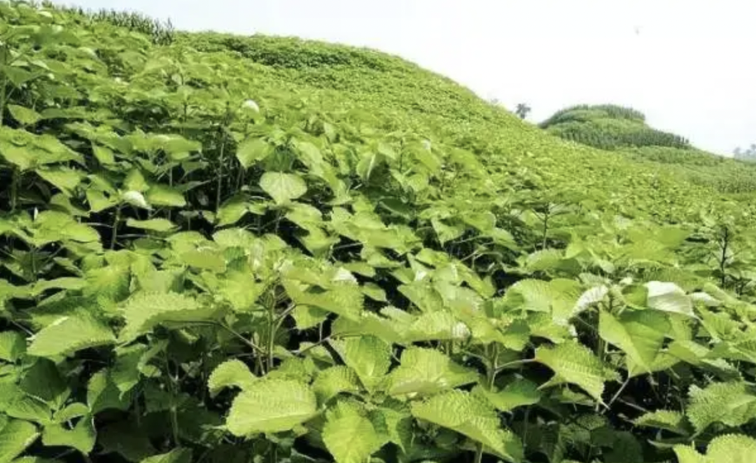 Understanding Traditional Chinese Medicine: Poria (Fu Ling)