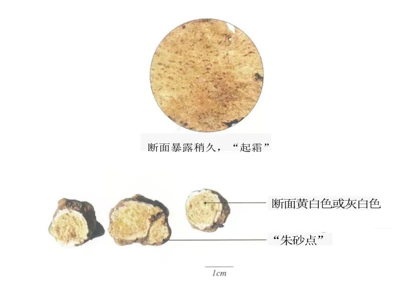 Cang Zhu (Atractylodes) - Drying Dampness, Strengthening the Spleen, and Treating Damp Bi