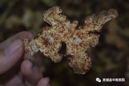 Traditional Chinese Medicine Herb: Cang Zhu (Atractylodes Rhizoma)