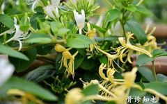 Daily Learning of Chinese Herbs - Honeysuckle