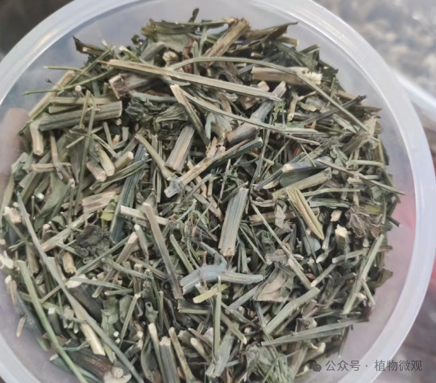 The Bitter Taste of Chuanxinlian: A Precious Herb Not to Be Missed