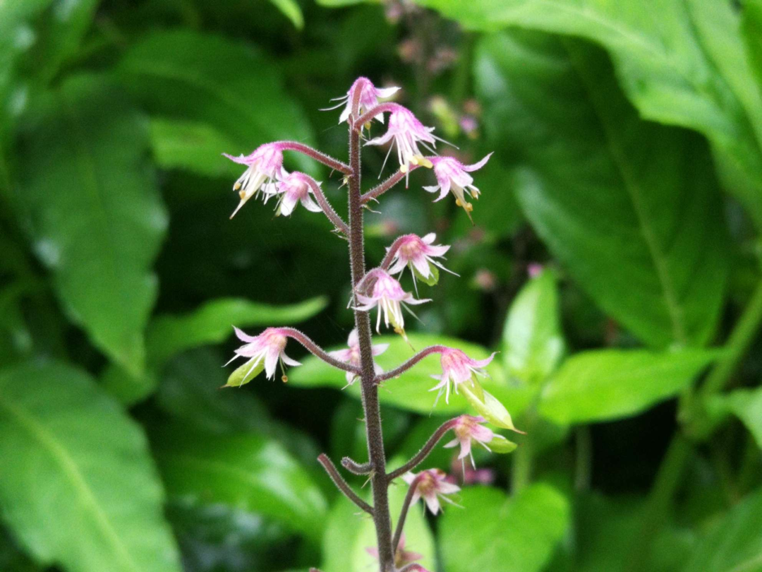 Folk Herb - Huangshui Zhi: Clears Heat and Detoxifies, Activates Blood Circulation and Reduces Swelling