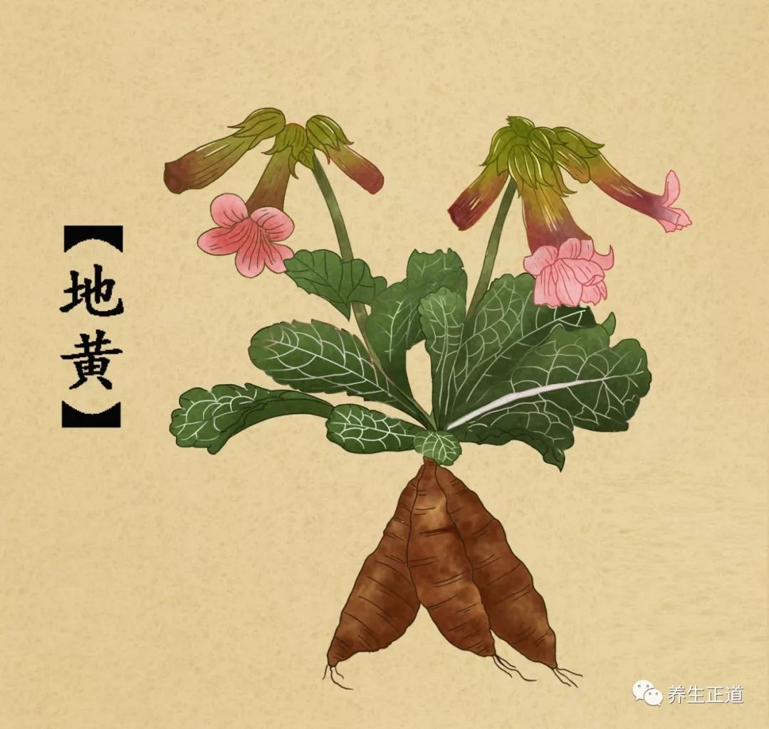 Did You Know That Shudi Huang Can Treat Phlegm and Cough?