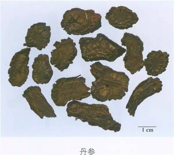 The Ultimate Blood Activator: Dan Shen (Salvia miltiorrhiza)