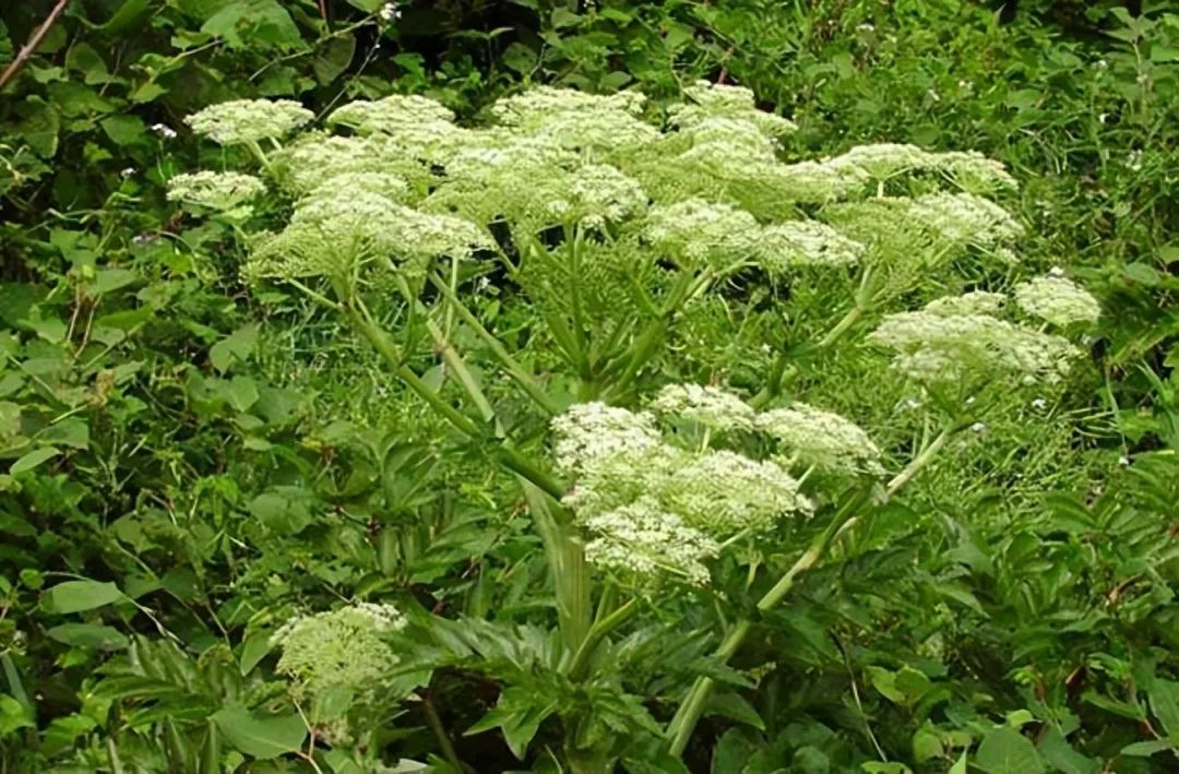 Identification of Angelica Sinensis (Dong Quai)