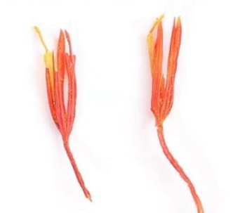 Understanding the Differences Between Saffron (Crocus sativus) and Carthamus (Carthamus tinctorius)