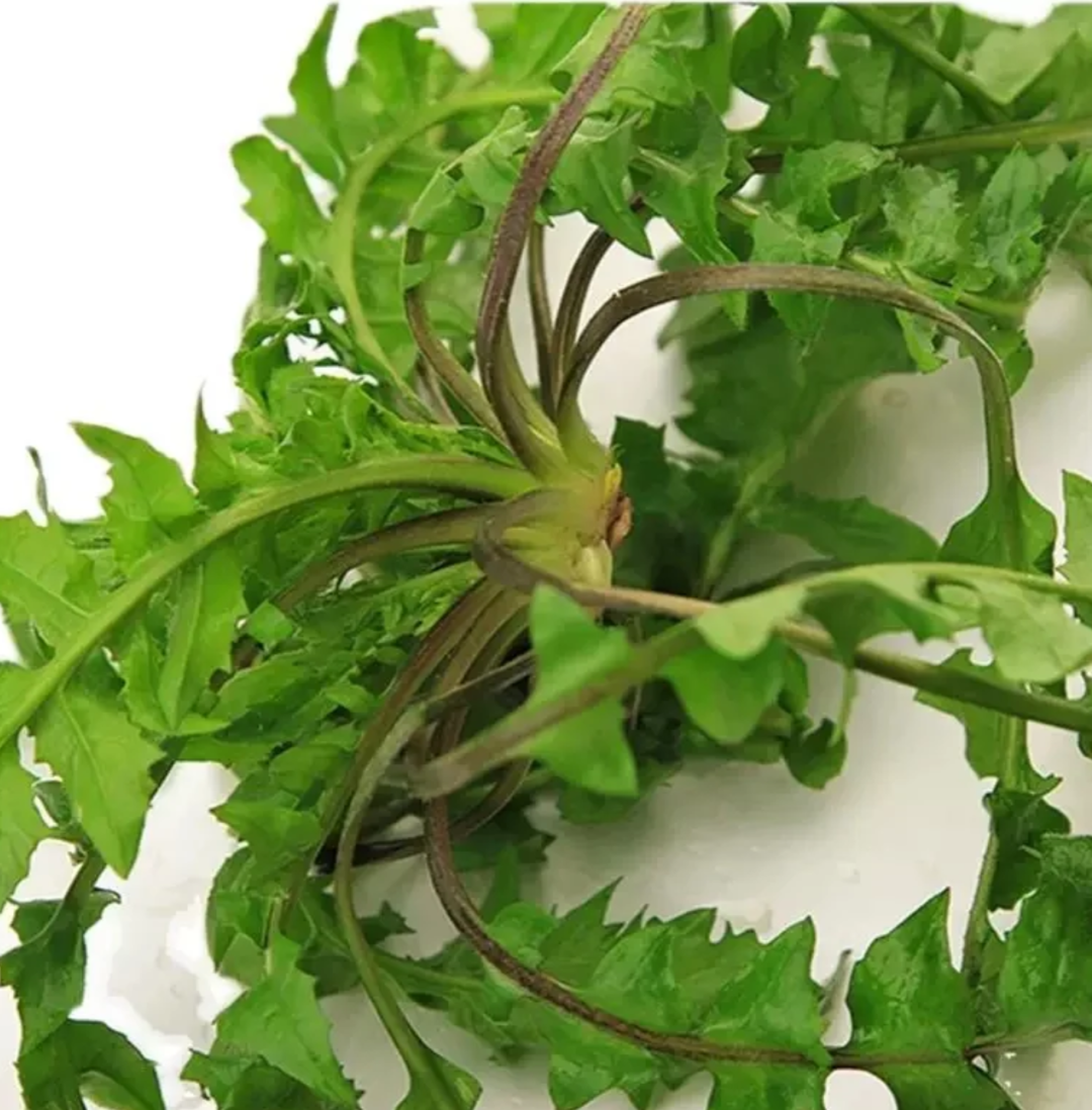 Wild Vegetables in Early Spring: Don't Miss This Dish for Those with Liver Damp-Heat!