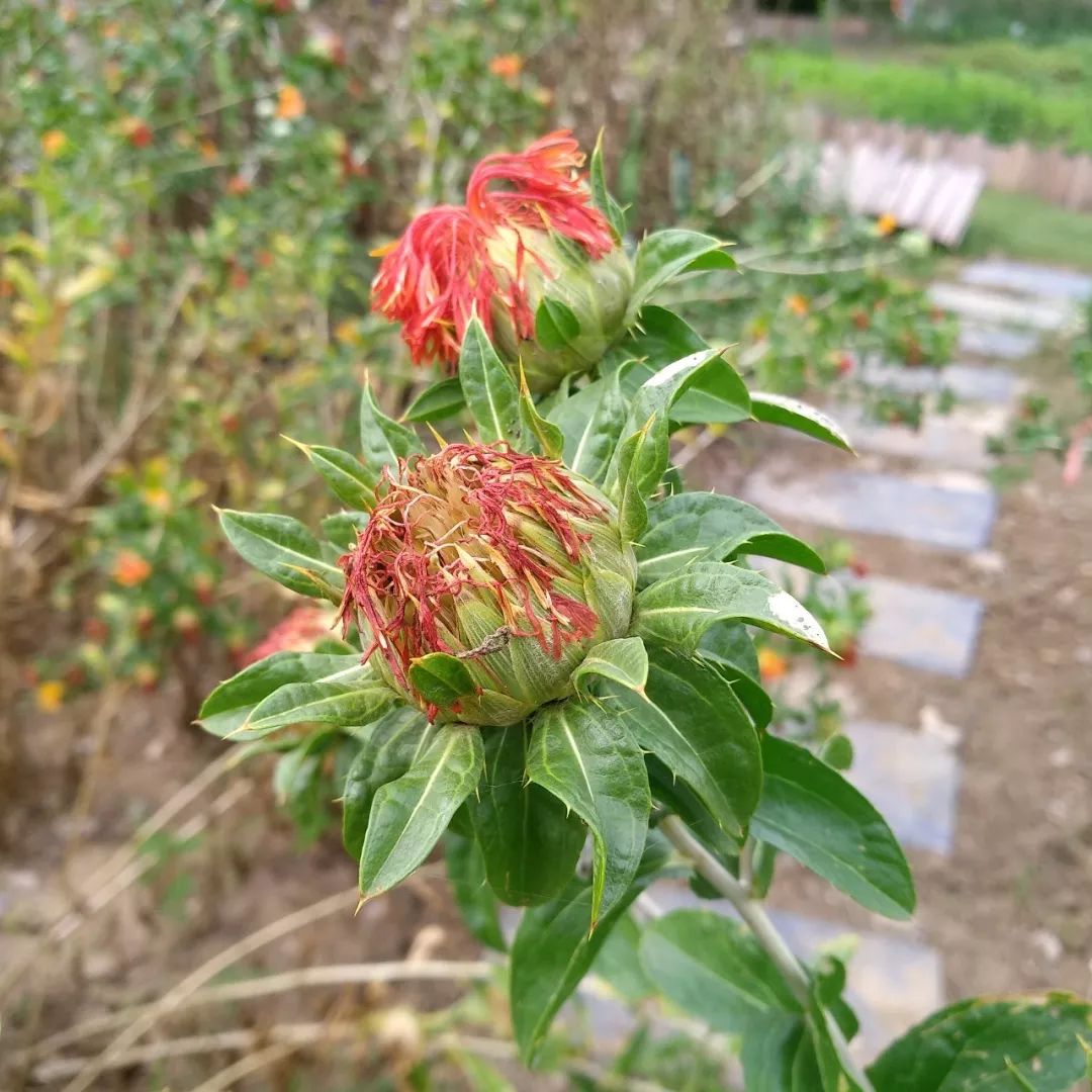 Safflower: A Healthy Nutritional Oil