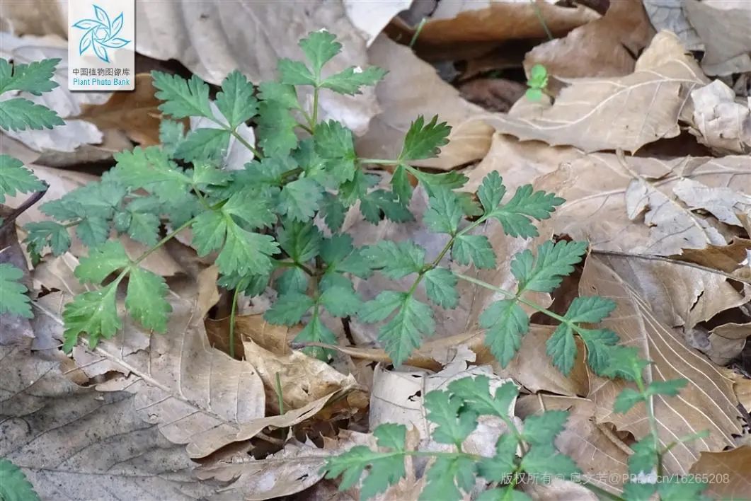 Understanding Chinese Medicine: Angelica Sinensis (Dong Quai)