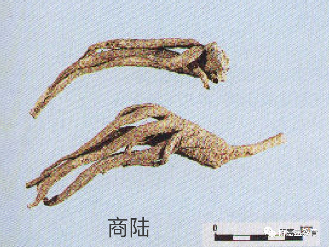 How to Distinguish Genuine from Fake Ginseng