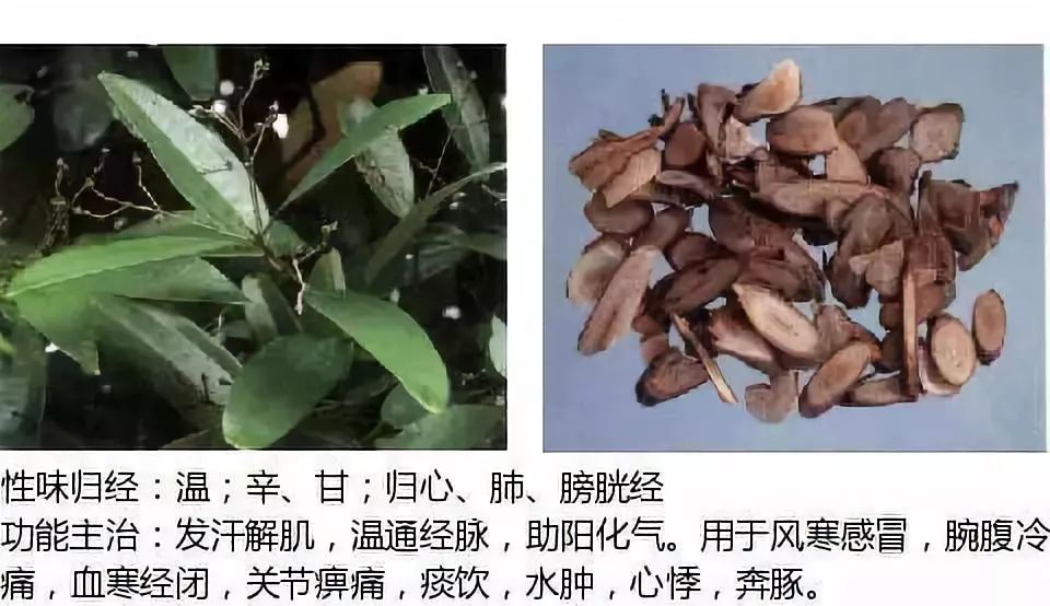 Illustrated Guide to Over 500 Chinese Medicinal Herbs (Including Therapeutic Effects)
