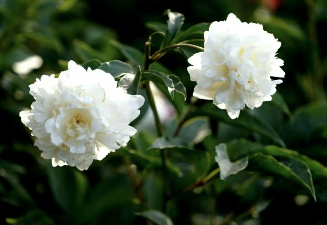 Daily Herb Study: Bai Shao (White Peony)