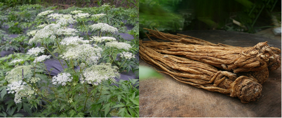 The Herbal Record | The Treasure of Women in the Ten Directions