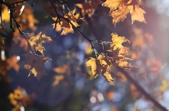 Attention Individuals with Yin Deficiency: Don't Miss the Best Season for Nourishing Yin!