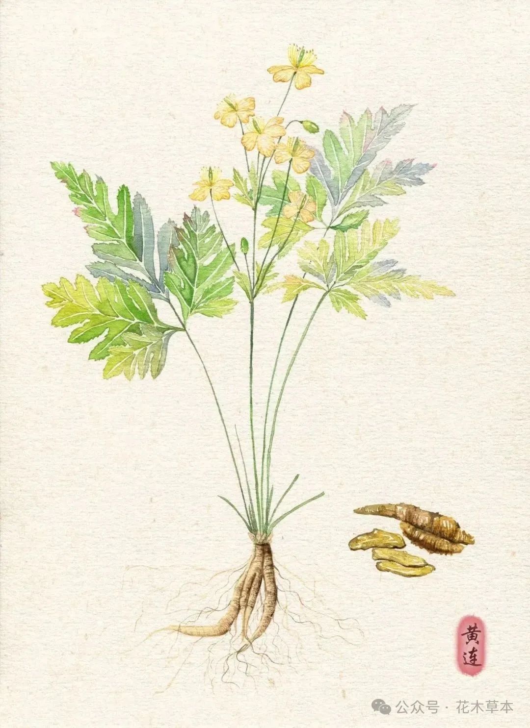 The Role of Huang Lian (Coptis Chinensis) in Spring Health