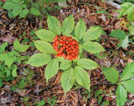 The Past and Present of Ginseng