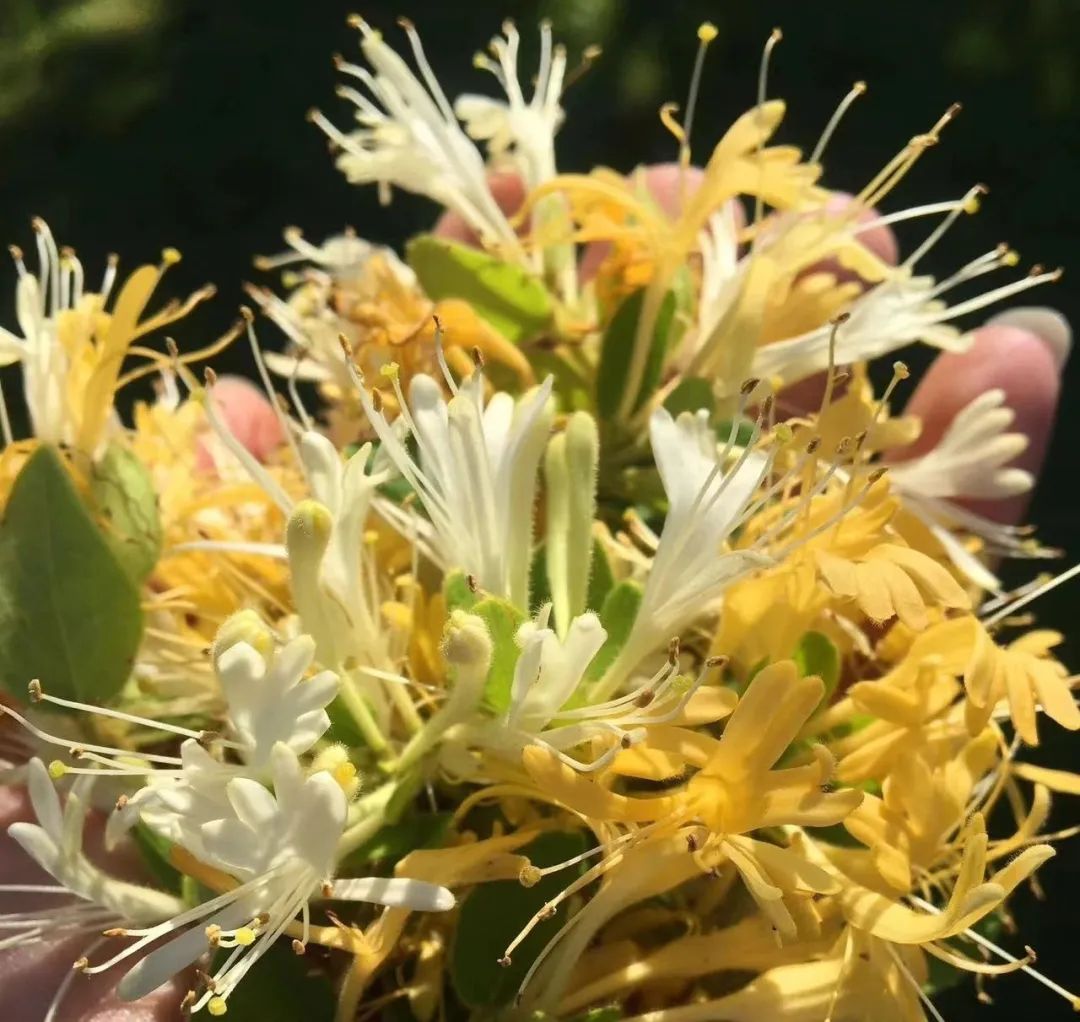 Honeysuckle: The First Flower for Clearing Heat and Detoxification, A Must-Try Herbal Tea for Health