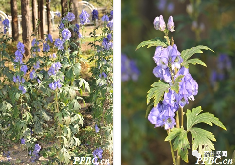 Traditional Chinese Medicine Herb - Fuzi (Aconiti Lateralis Radix Praeparata)