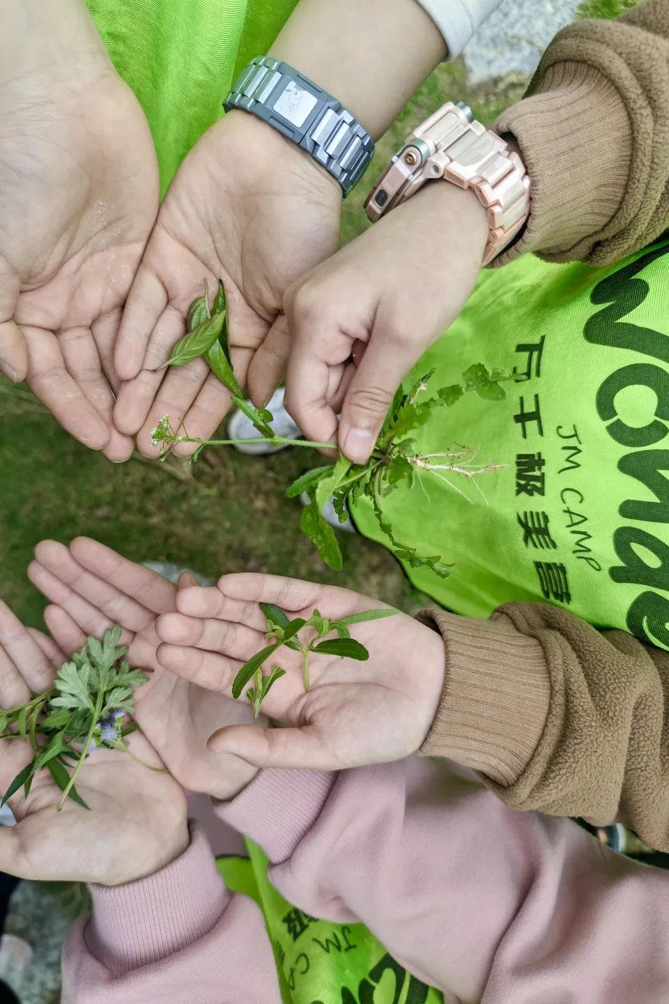 Exploring Medicinal Herbs and Agricultural Experiences: Class 2 of 2020 at Park Primary School Enjoys Springtime in the Fields