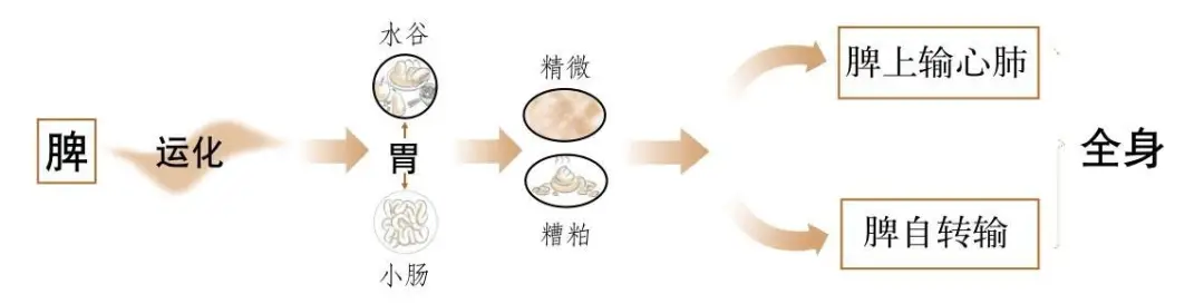 Foundations of Traditional Chinese Medicine: Functions of the Five Organs and Six Bowels