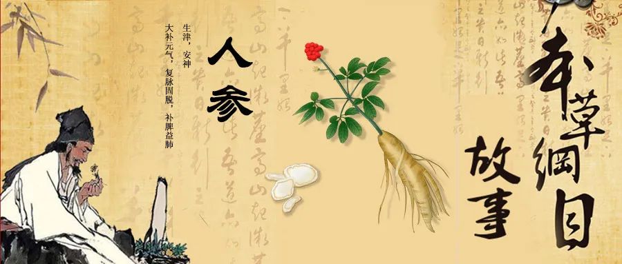 The Story of "Bencao Gangmu": The King of Herbs - Ginseng