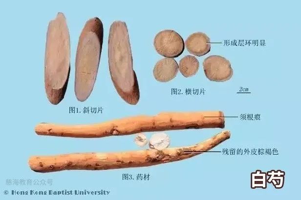 Daily Learning of a Chinese Herb