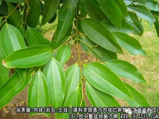 The Efficacy and Functions of Cinnamon in Traditional Chinese Medicine