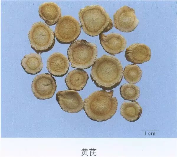 Traditional Chinese Medicine: Astragalus (Huang Qi)