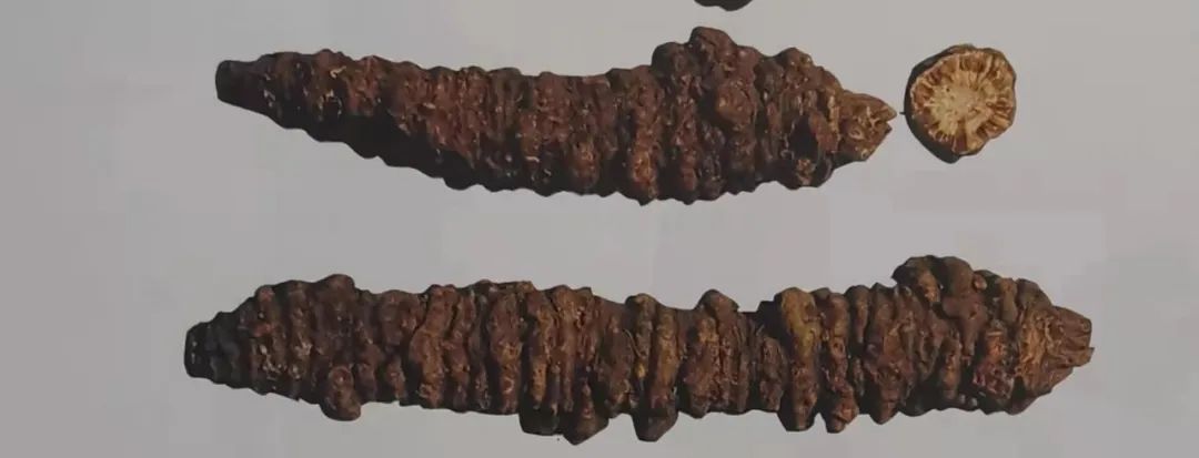 The Story of Bencao Gangmu: Using Qiang Huo to Expel Wind and Disperse Cold