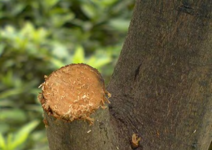 Traditional Chinese Medicine Herb: Cinnamon