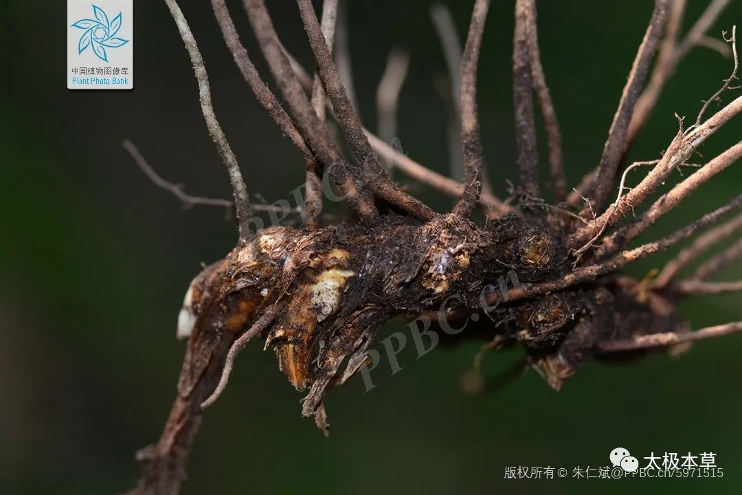 Bai Zhu (Atractylodes) - Historical and Modern Applications in TCM for Various Conditions