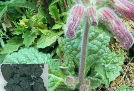 Daily Learning of Chinese Herbs - Shú Dì Huáng (Rehmannia Glutinosa)