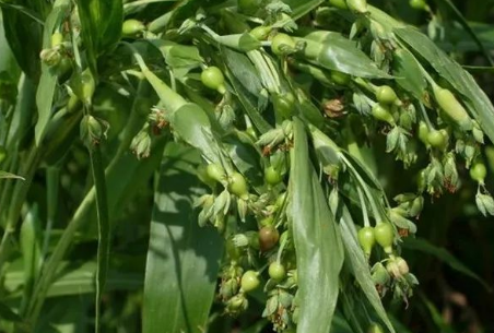 Learn About a Chinese Herb Every Day - Coix Seed (Yì Yǐ Rén)