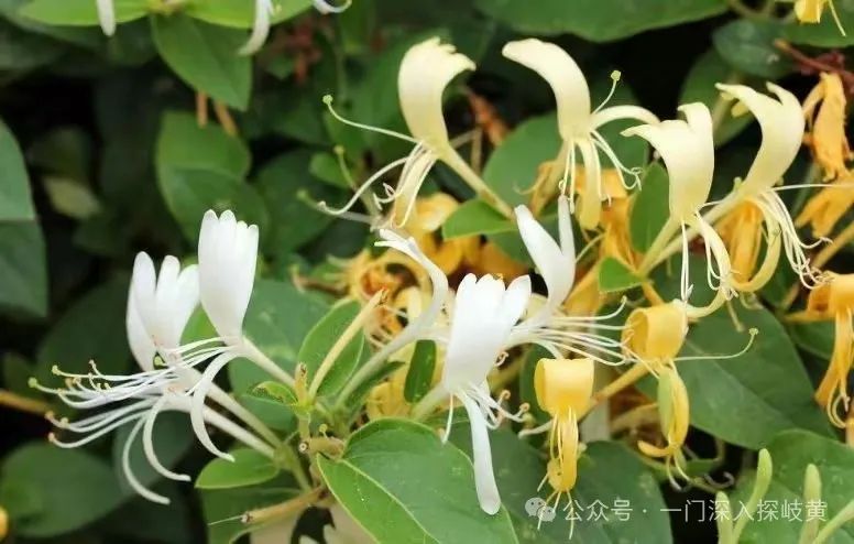 A Few Medical Insights on Jin Yin Hua (Honeysuckle)
