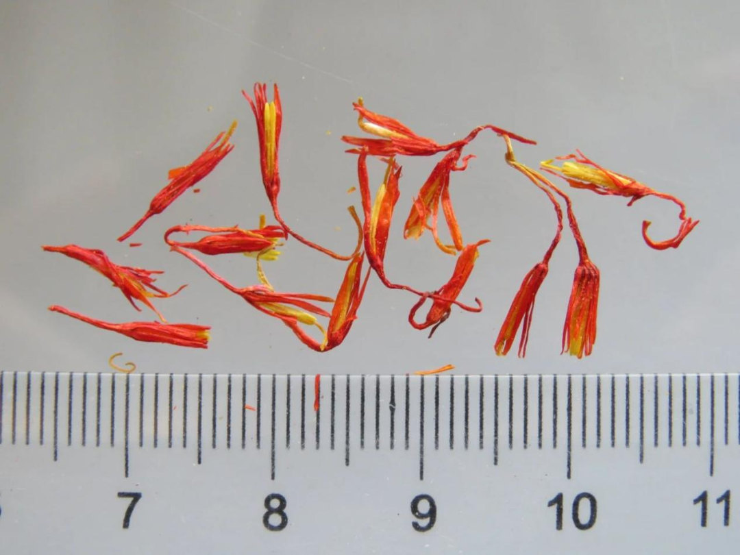 Weekly Herb | Jinan Ethnic Hospital Introduces "Safflower"