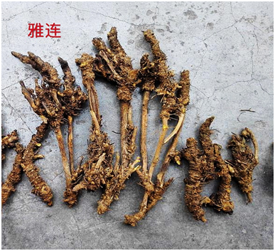 Traditional Chinese Medicine Series: Huang Lian (Coptis)