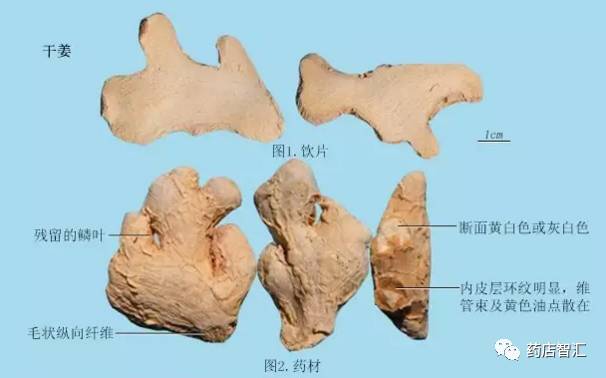 Dried Ginger (Gan Jiang) in Traditional Chinese Medicine