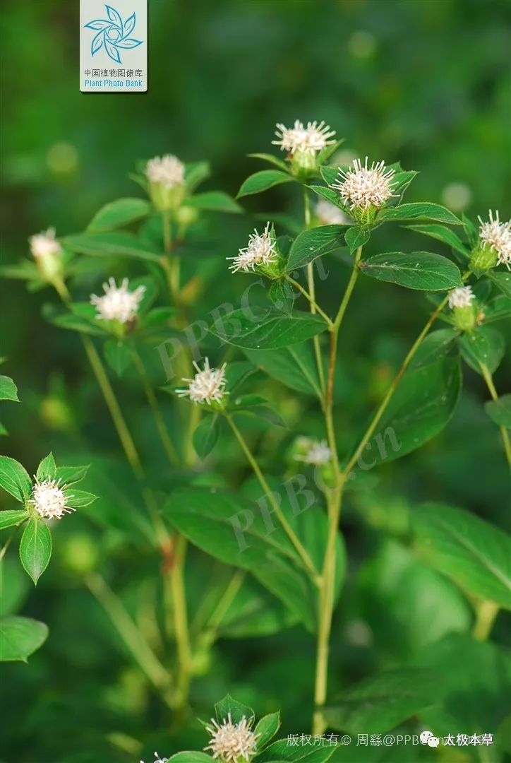 Bai Zhu (Atractylodes) - Historical and Modern Applications in TCM for Various Conditions