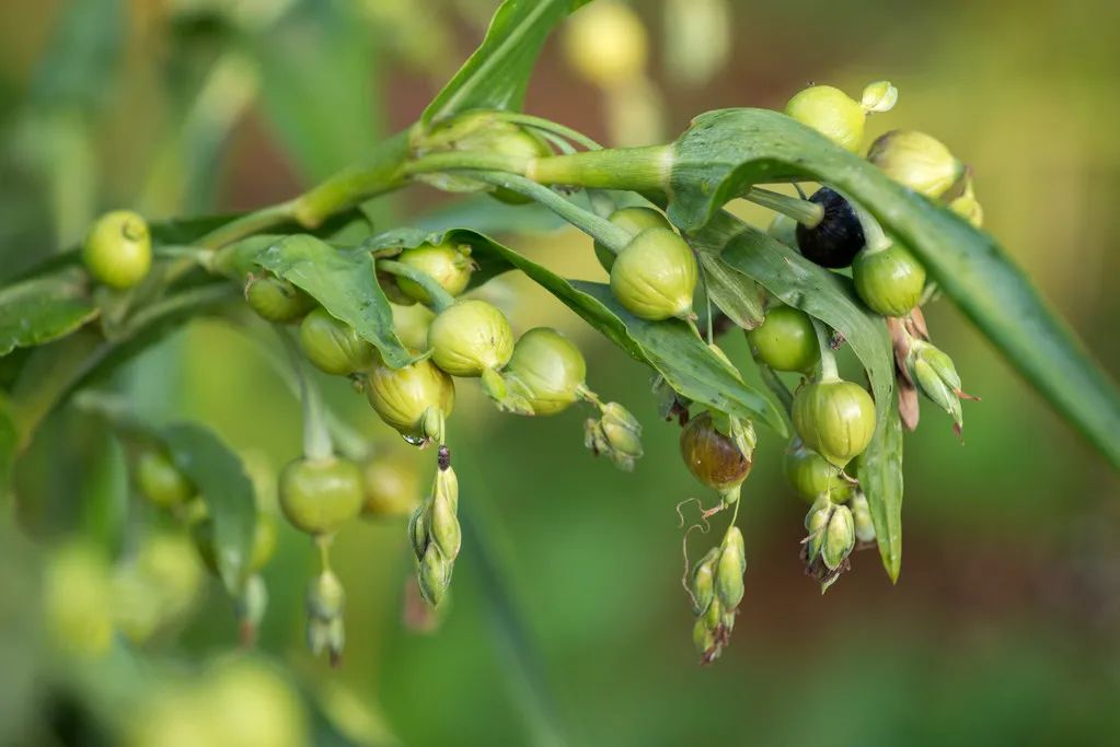 The World's Best Rice: Coix Seed (Yi Yi Ren)