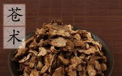 The Efficacy and Contraindications of Cang Zhu (Atractylodes)